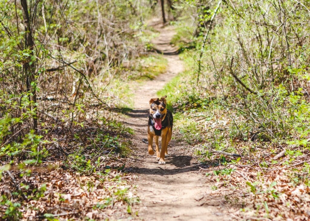 Dog friendly hiking trails 