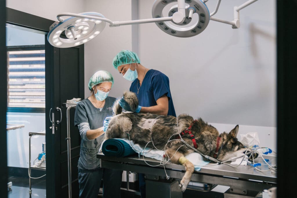 Veterinarians performing spay on dog in veterinary hospital