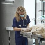 Dog spay by Kelowna veterinarians