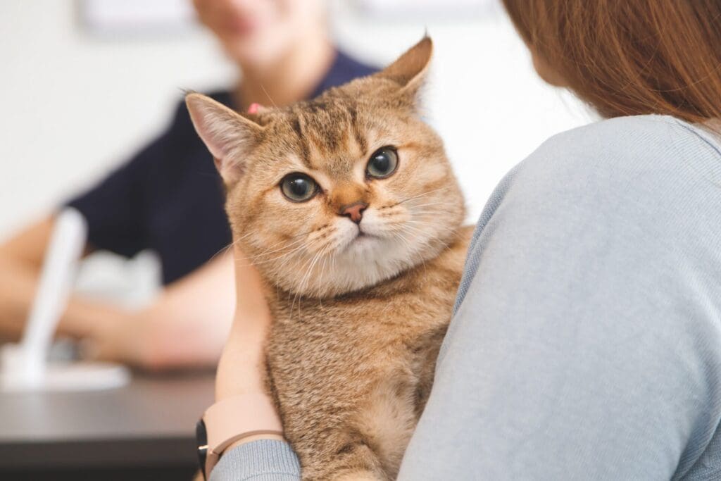 Cat with veterinary clinic in kelowna 