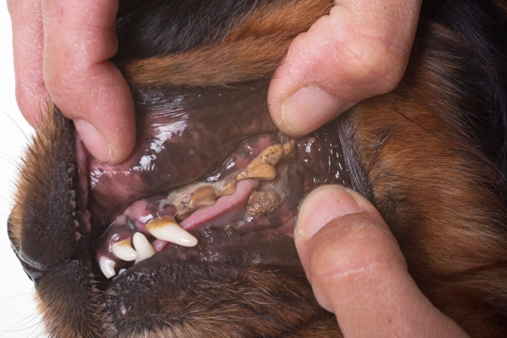 Dog dental infection 