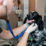 Kelowna emergency vet