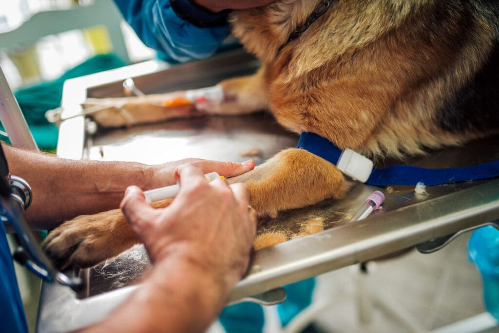 vet clinics for dogs in Kelowna