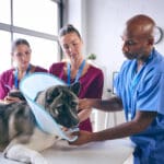 Vet tech checking a dog’s spay incision during a post-op visit in Kelowna
