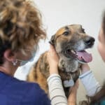 Kelowna vet clinic examines dog for parasites