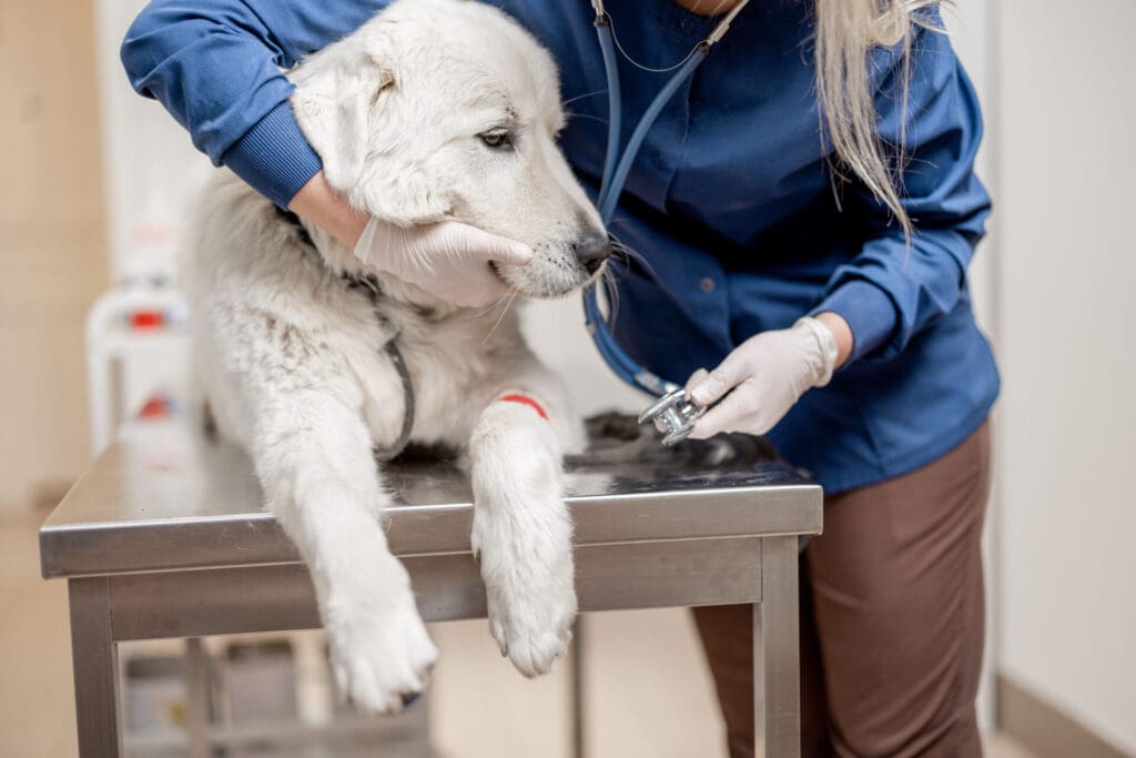 Dog parasite testing by Kelowna vet clinic