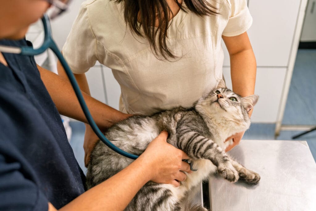 Cat checkup for parasites at Kelowna vet clinic