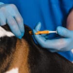 Veterinarian microchipping beagle dog with syringe