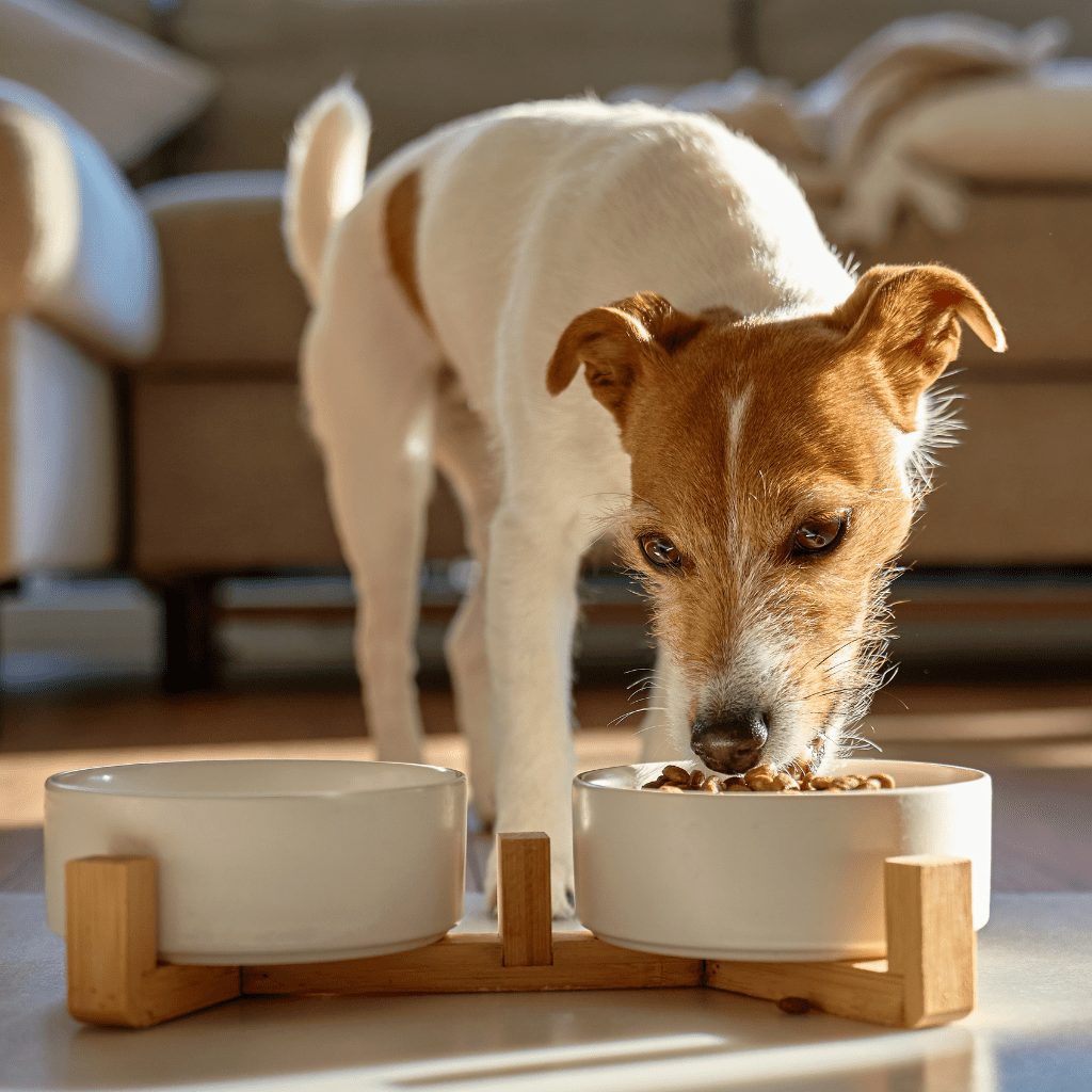 Dog in Kelowna home eating safe food
