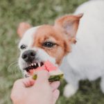fresh fruits and dog safe vegetables that are healthy for dogs in moderation
