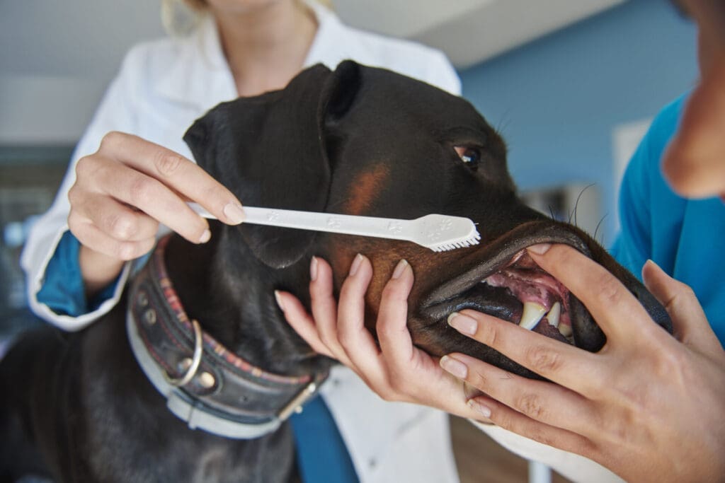 Pet owner brushing their dog’s teeth at home