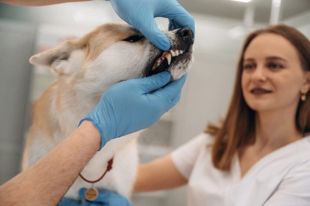 Read more on Dog Dental Care: Teeth Cleaning and Dental Disease Prevention