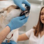 Dog receiving professional teeth cleaning at a Kelowna vet clinic