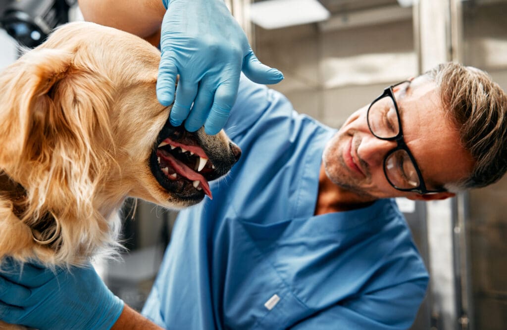Healthy dog teeth and gums after regular dental care