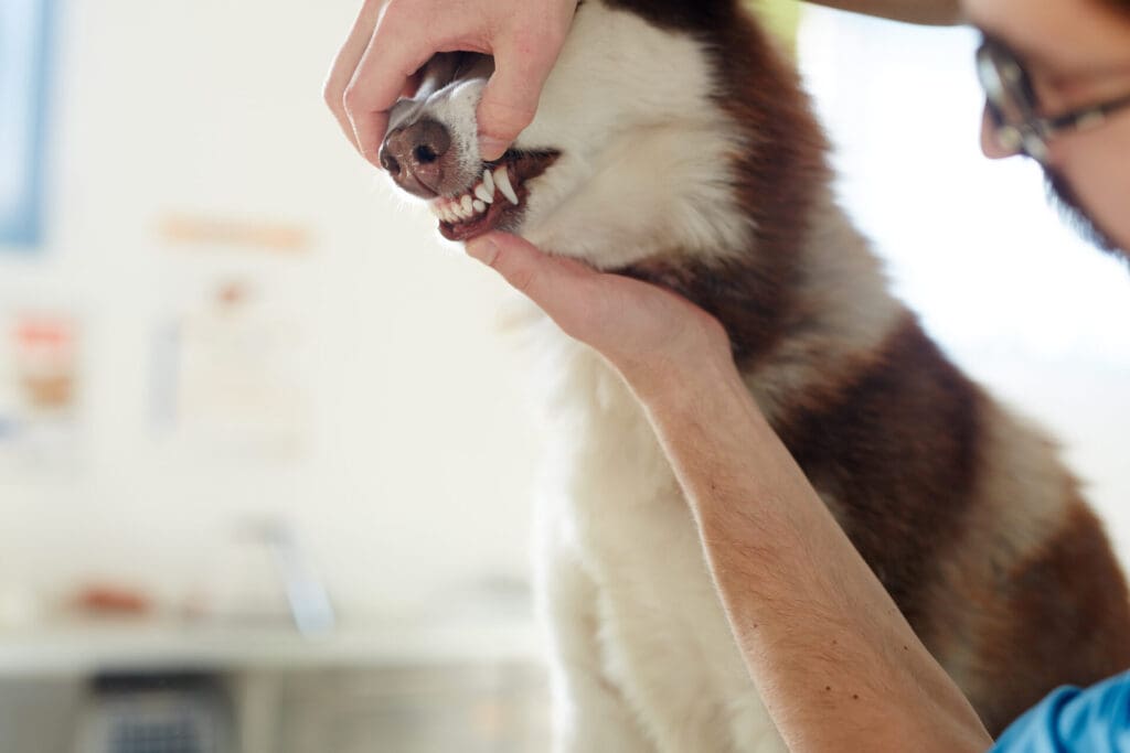 Vet dentist checking for signs of dog dental diseases