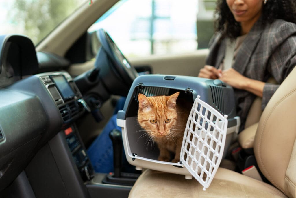 road trip with cat safety tips