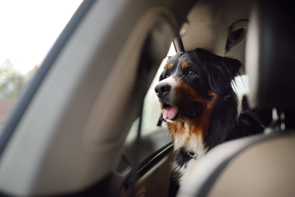 Dogs in Car Safety Tips