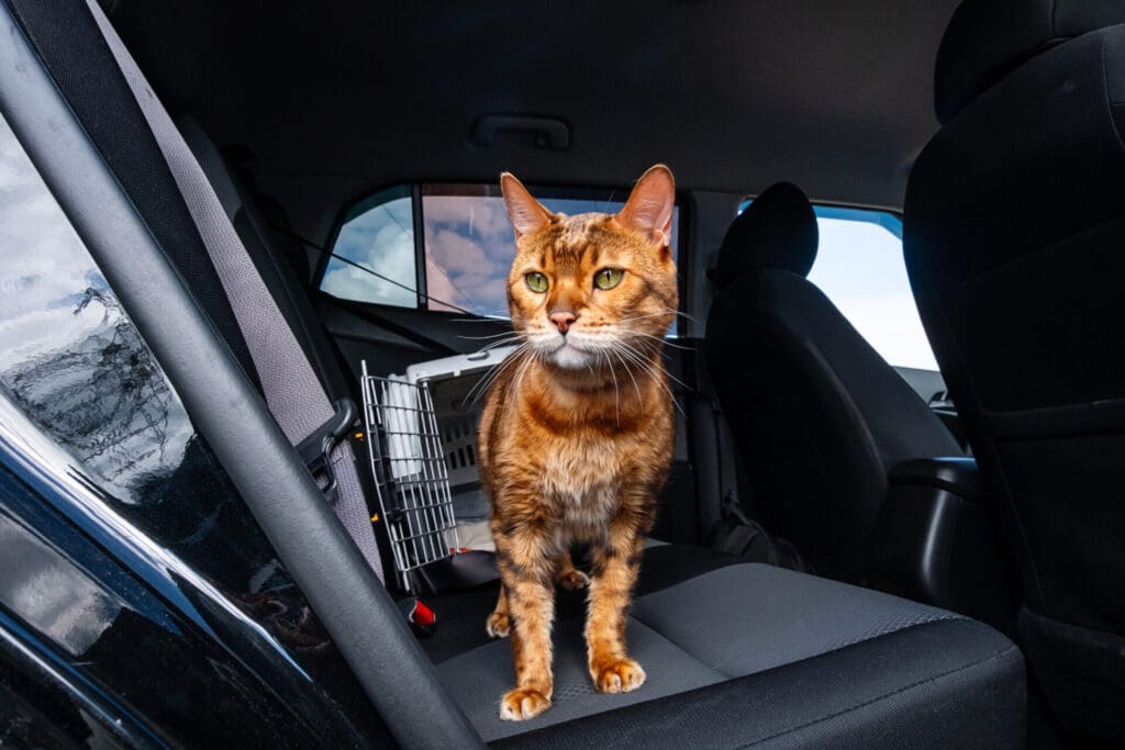 Road Trip With Cats Preparation