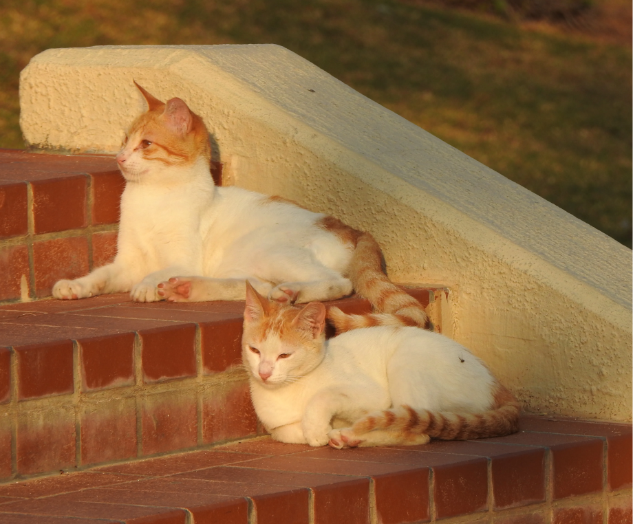 cats lying on stairs
