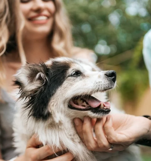 Compassionate veterinary team at Spall and Harvey Animal Hospital Kelowna