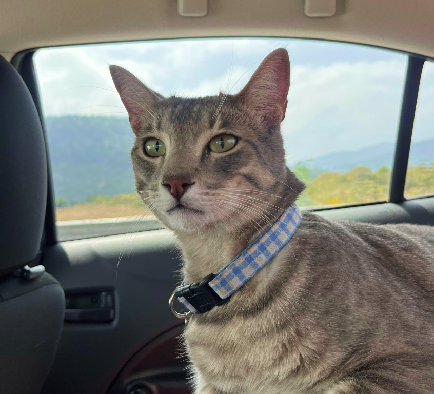 cat in back seat of car driving to kelowna veterinary clinic