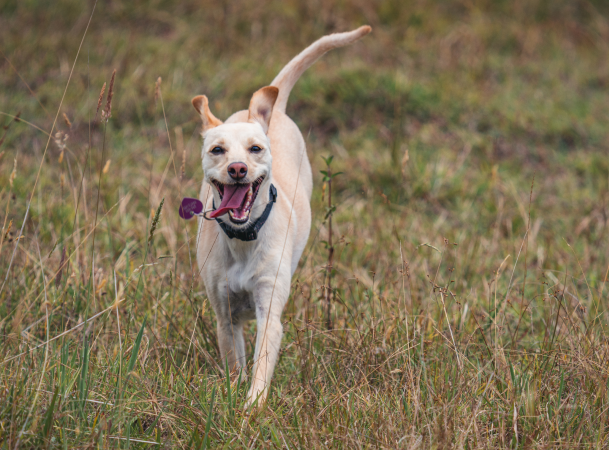 dog running in field