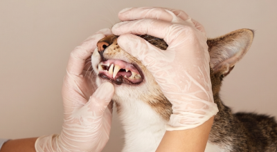 cat getting teeth checked by veterinary clinic kelowna