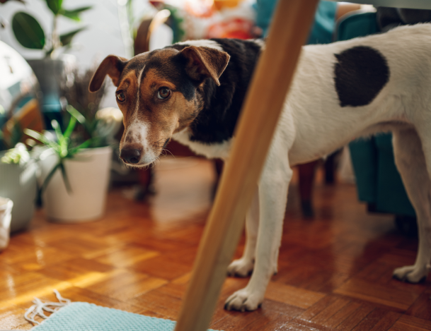 dog standing in lobby at kelowna emergency vet