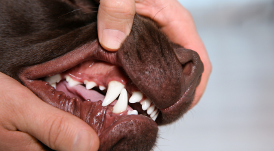 dog getting teeth examined by Okanagan vet hospital