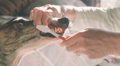 dog getting teeth brushed by kelowna vet