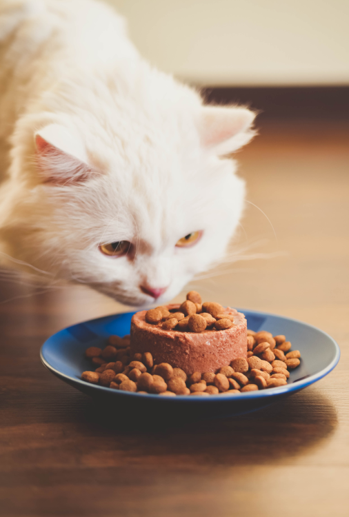 cat eating cat food from kelowna vet clinic