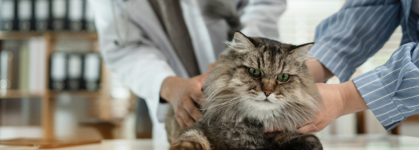 cat getting examined by kelowna veterinarians