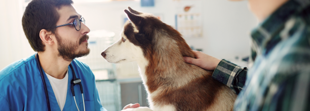 dog getting examined by kelowna veterinarians