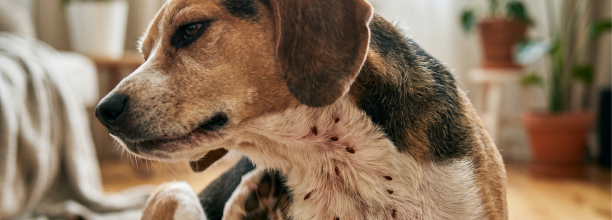 dog with fleas at kelowna vet clinic