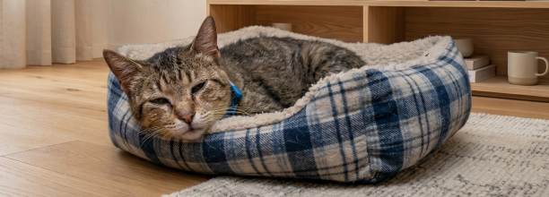 cat sleeping in cat bed at the animal hospital in Kelowna