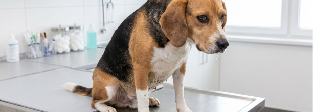 dog at the veterinary clinic in kelowna
