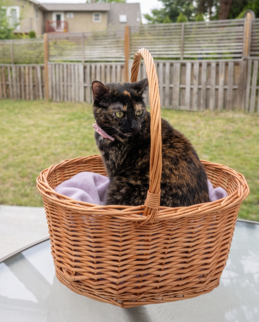 cat sitting in a basket outside