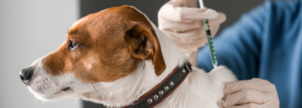 dog getting vaccinations from kelowna veterinarians