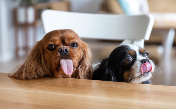 two dogs licking the air at Okanagan vet
