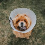Dog Spay Recovery at Spall and Harvey Animal Hospital