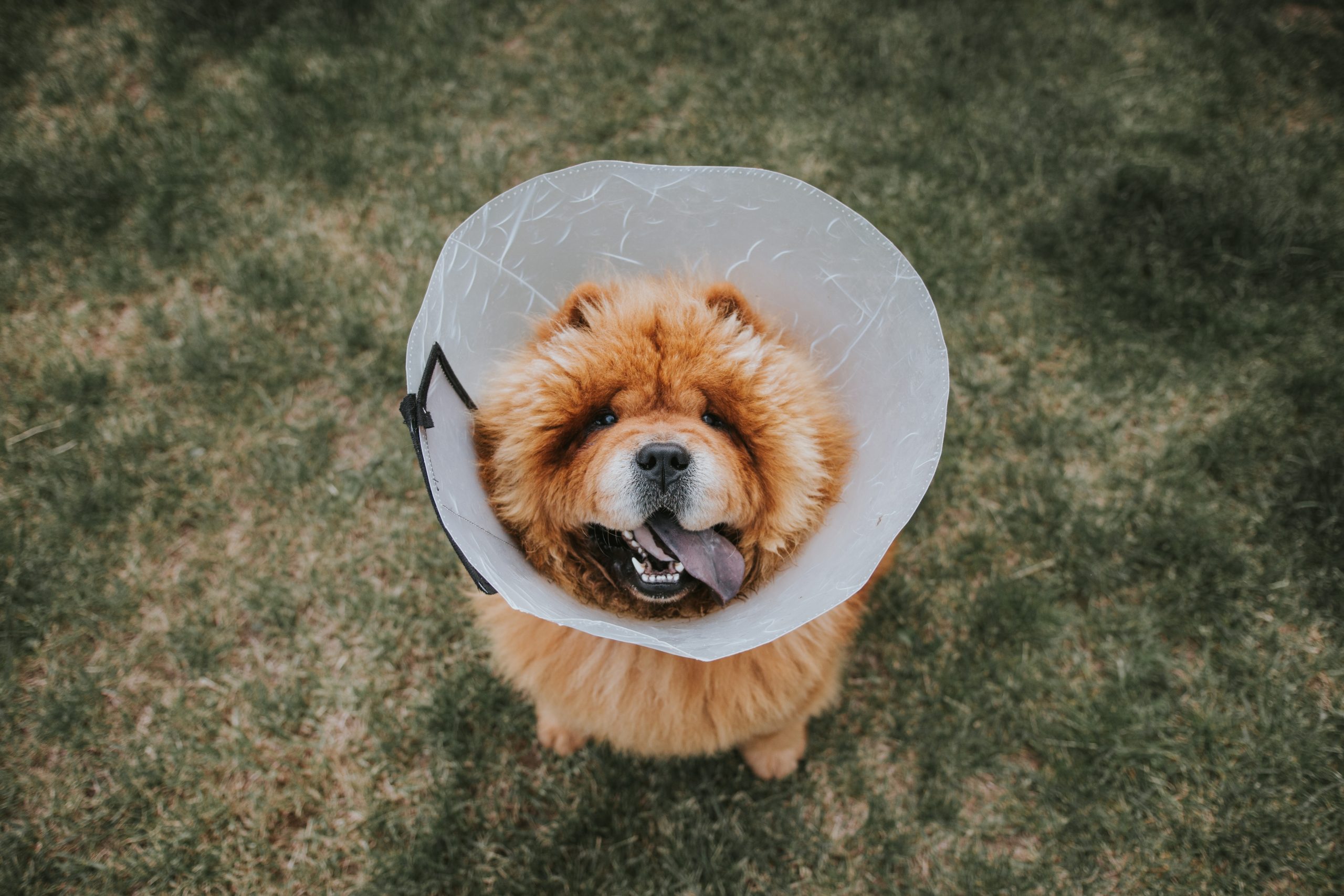Dog Spay Recovery at Spall and Harvey Animal Hospital