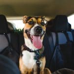 dog in car