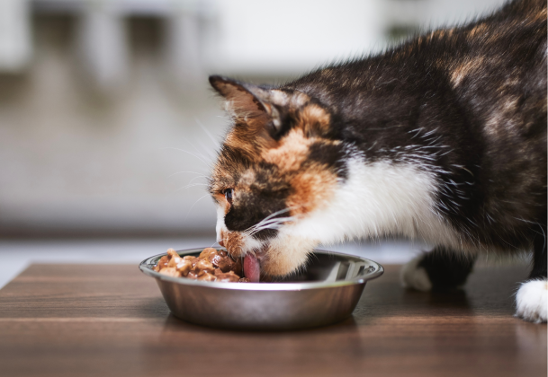 Cat eating food from Kelowna veterinarians