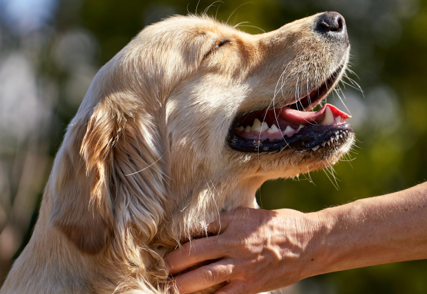 Happy dog at the animal hospital in Kelowna