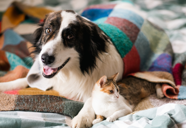 dog with cat at Kelowna vet clinic