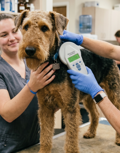 dog getting microchip scanned at the animal hospital kelowna