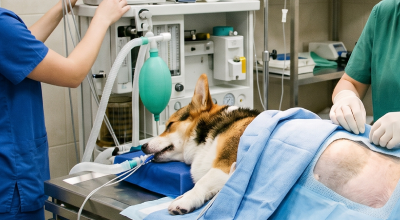 dog having surgery at the kelowna vet hospital