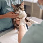 Cat Parasite Treatment Kelowna Vet