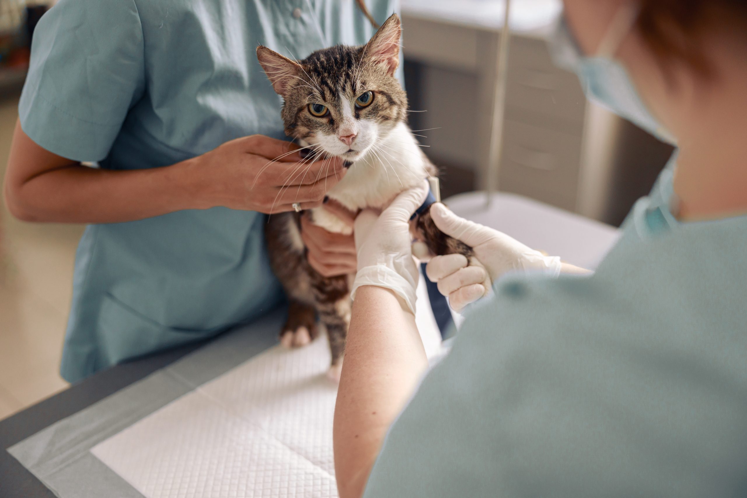 Cat Parasite Treatment Kelowna Vet