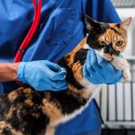 Kelowna vet clinic cat care guide